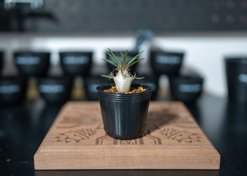 BOTANIZE パキポディウム グラキリス パキポディウム グラキリス-PG298 | Supervoid Caudex