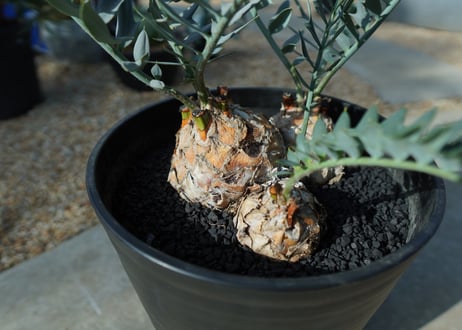 エンセファラルトス　 ホリダス　Encephalartos horridus