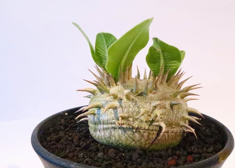 パキポディウム 恵比寿笑い 実生 №2 | mana's farm:塊根植物・アガベ