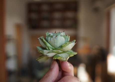 アガベ　王妃雷神錦　白中斑　Agave　“Ohi Raijin Nishiki Shironakahu”