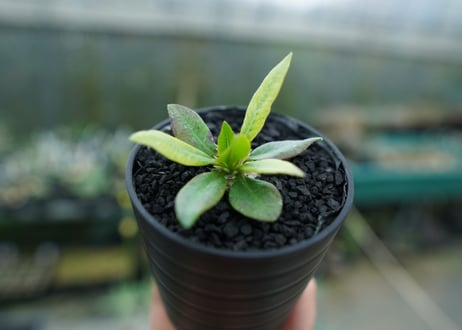パキポディウム　恵比寿笑い　Pachypodium brevicaule　No.7