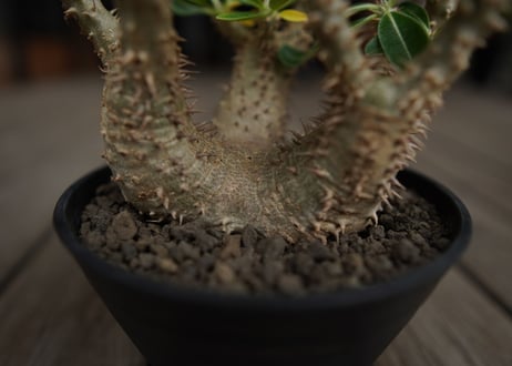 パキポディウム　デンシフローラム　Pachypodium densiflorum