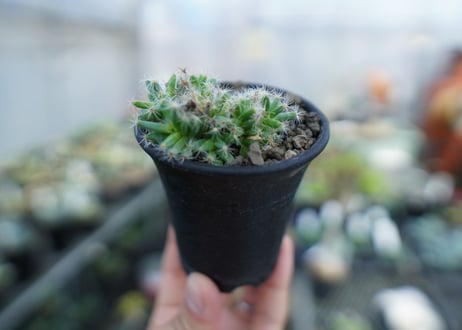 トリコディアデマ　デンサム（紫晃星）　Trichodiadema densum