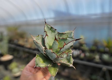 agave titanota ブラック＆ブルー　No.5