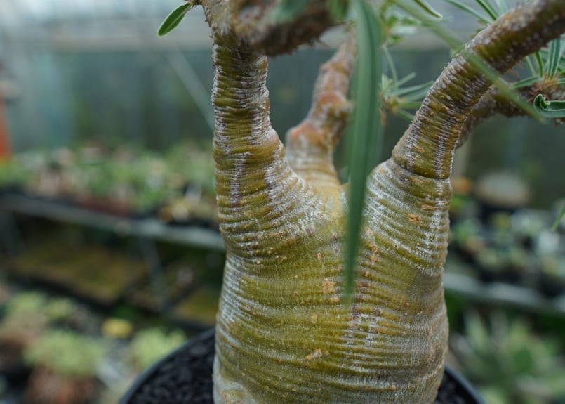 パキポディウム グラキリス Pachypodium Gracilius No.1 | ma