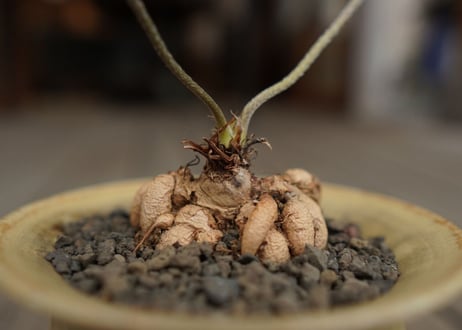 ペラルゴニウム　ビオリフロルム　Pelargonium violiflorum