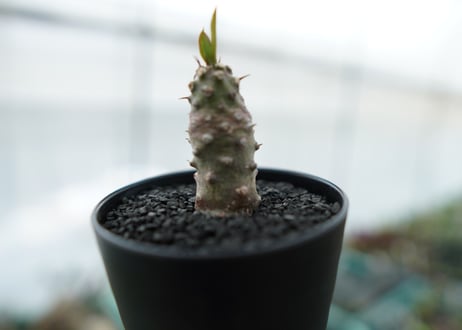 ユーフォルビア　パキポディオイデス  Euphorbia pachypodioides