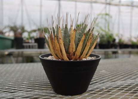 アガベ　ユタエンシス　Agave uthaensis　NO.4