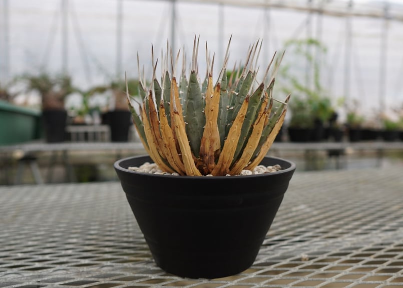 観葉植物 Agave utahensis シワシワ 希少株 陽炎 大株 ユタエンシス