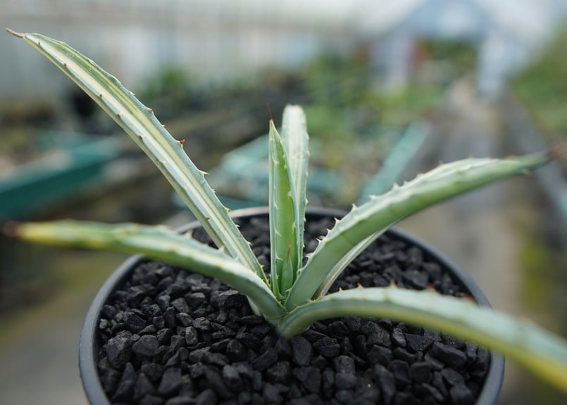 アガベ マクロアカンサ錦 Agave macroacantha variegata | man