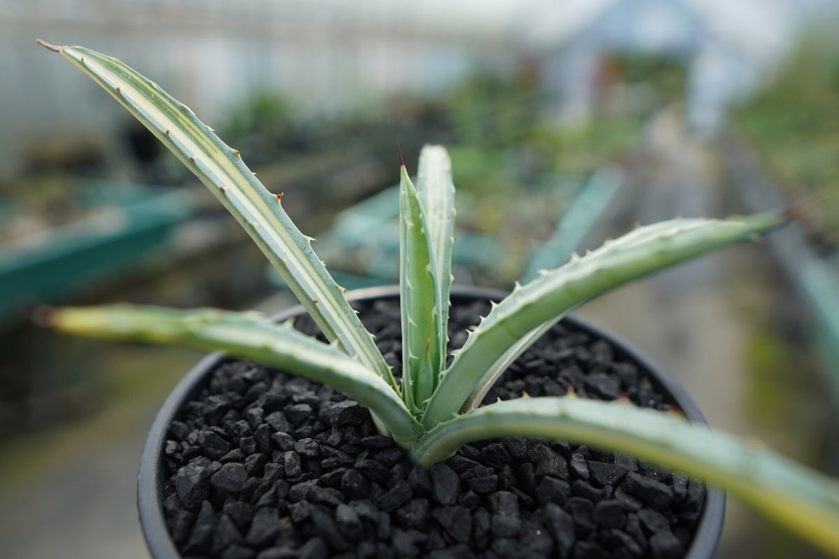 アガベ マクロアカンサ錦 Agave macroacantha variegata | man アガベ マクロアカンサ錦 Agave macroacantha variegata | man