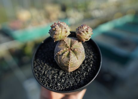 ユーフォルビア　オベサブロー　Euphorbia ObesaBlow