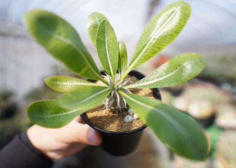 パキポディウム　恵比寿大黒 Pachypodium Densicaule　No.1