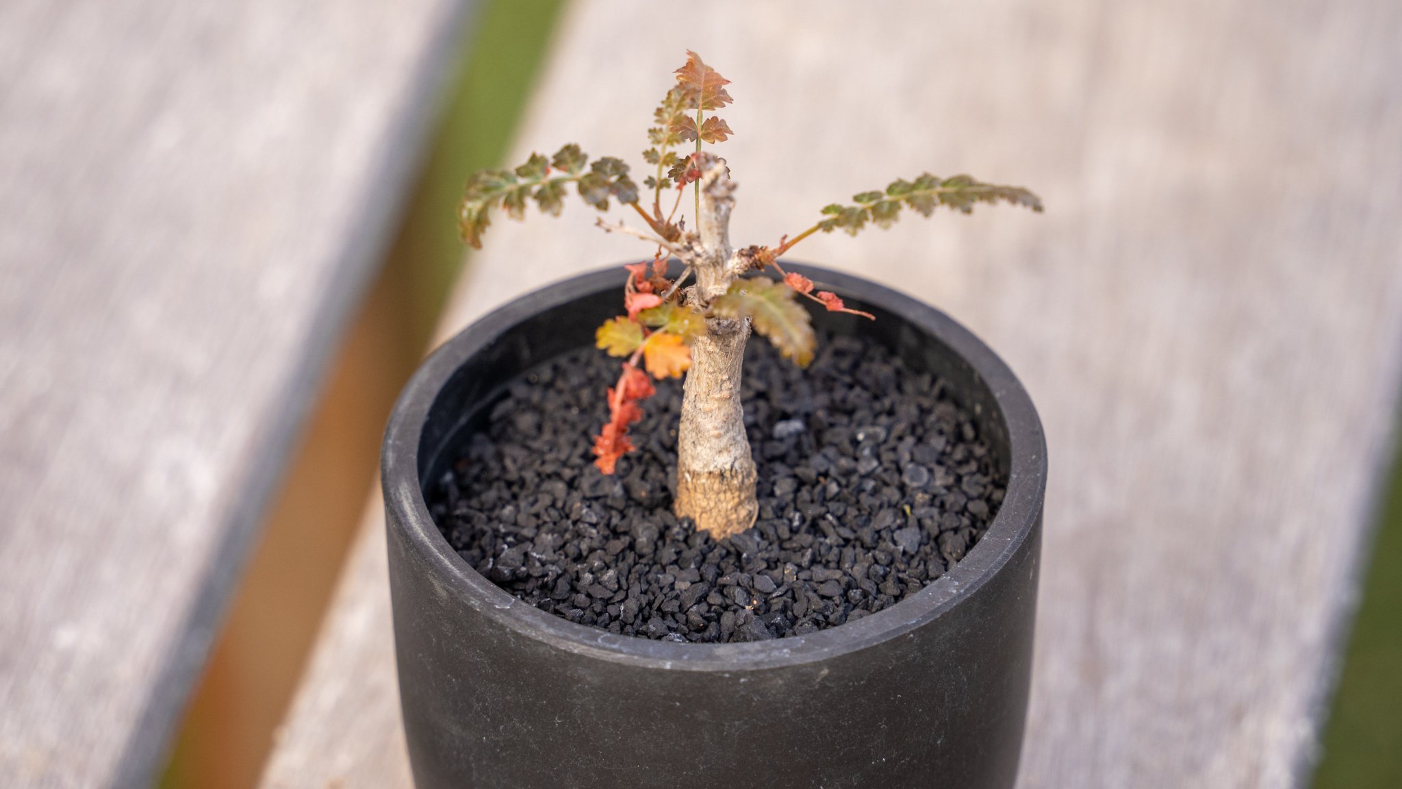 り*ん様 H649塊根植物ボスウェリア ナナ 実生株 コーデックス 枝振充実【落 ボスウェリア ソコトラナ × ナナ 沖縄実生 | mana's farm:塊根植物