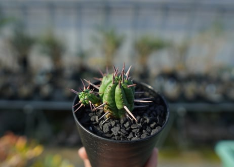 ユーフォルビア　フェロックス　Euphorbia ferox