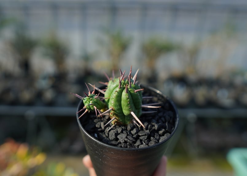 ユーフォルビア フェロックス Euphorbia ferox | mana's farm:塊根