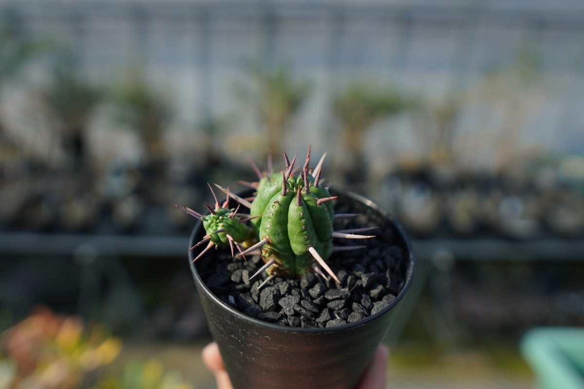 ユーフォルビア フェロックス Euphorbia ferox | mana's farm