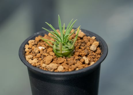 CATEGORY 〜5000 | mana's green:塊根植物販売|マナズグリーン CATEGORY 〜5000 | mana's green:塊根植物販売|マナズグリーン
