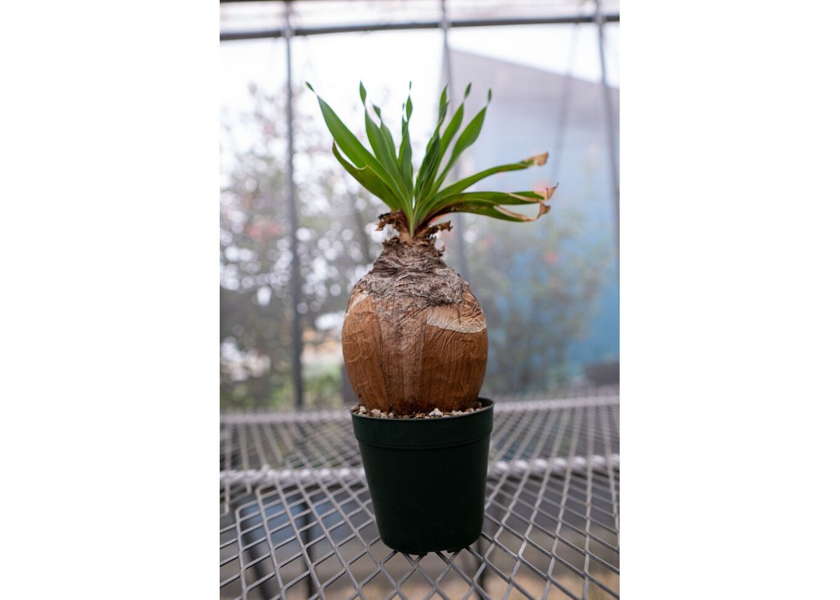 g*D様 ブーファン ディスティチャ ブーファン ディスティチャ | GREEN LUCK