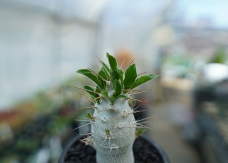 パキポディウム　サンデルシー　Pachypodeium saundersii  No.8