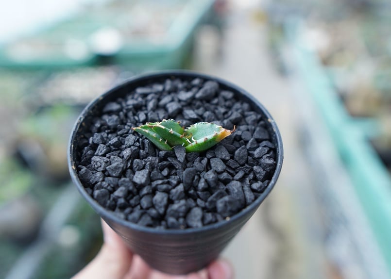 アガベ チタノタ　CJ plants産　FO-76 アガベ チタノタ FO-76 Agave titanota FO-76 No.21 | ma