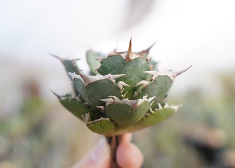 agave titanota  FO-76　No.2