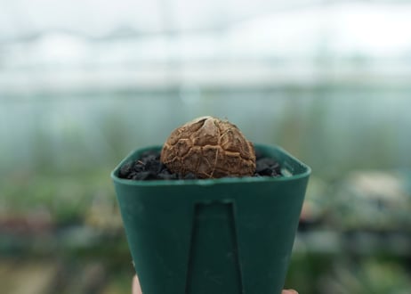亀甲竜　Dioscorea elephantipes　No.3