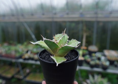 アガベ　チタノタ　獅子光　agave titanota Lion light 子株 No.4