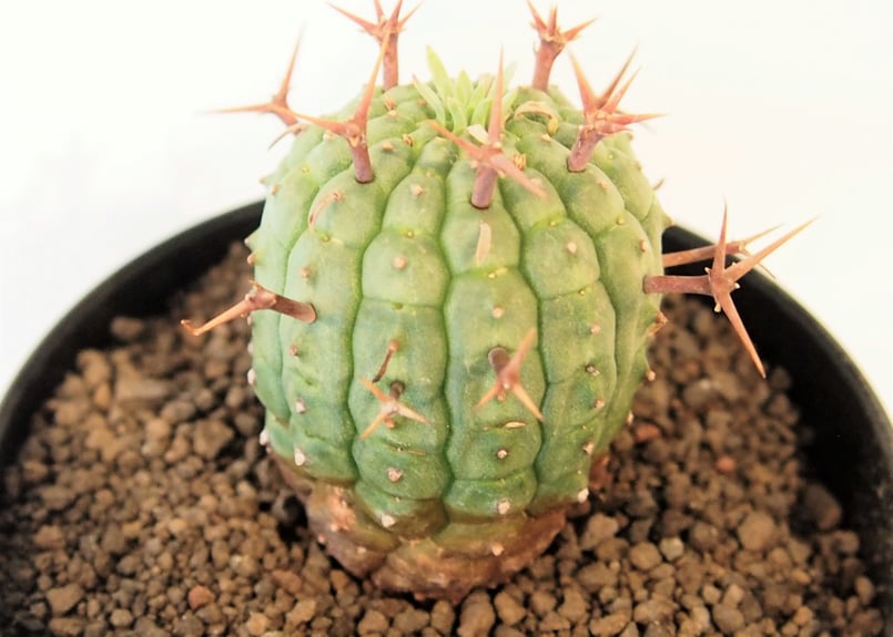 ユーフォルビア ステリスピナ メス雌♀ ①子株4個 群星冠 ガムケンシス