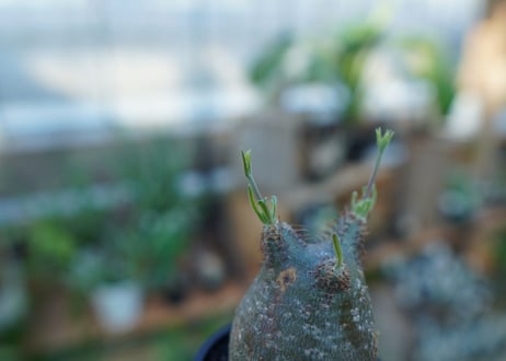 【未発根】パキポディウム　グラキリス　 Pachypodium Gracilius  No.38