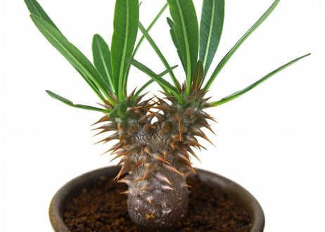 Pachypodium rosulatum   パキポディウム　ロスラーツム  №３