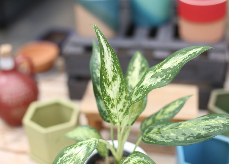 アグラオネマ プシュード | mana's farm:塊根植物・アガベ・ドライ