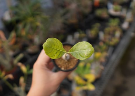 フォッケア　マルチフローラ　Fockea multiflora