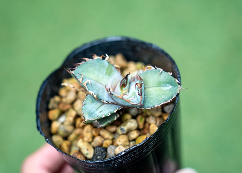 アガベ チタノタブルー　ブツブツ系 縦ライン アガベ チタノタブルーブツブツ系 縦ライン