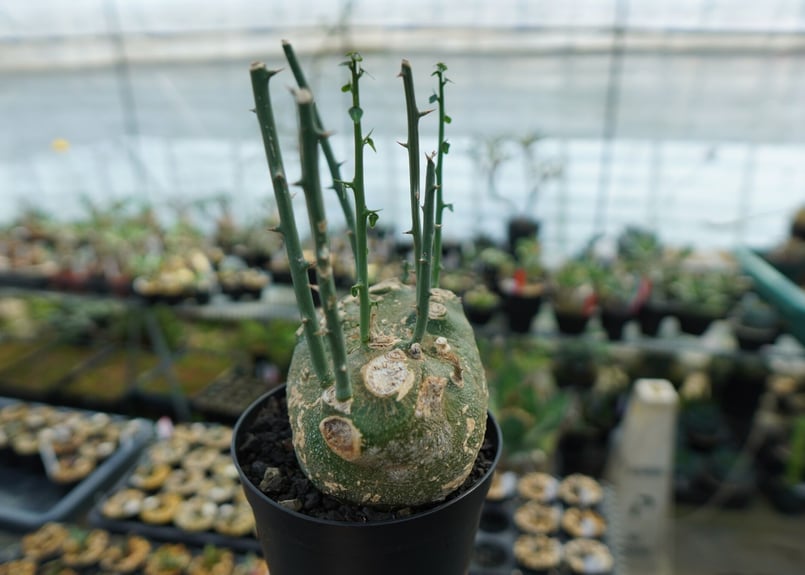 アデニア グロボーサ Adenia globosa | mana's farm:塊根植物