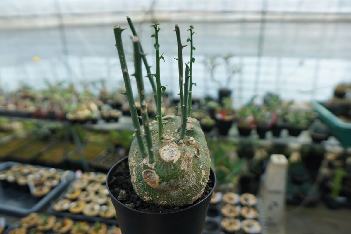 アデニア グロボーサ Adenia globosa | mana's farm:塊根植物