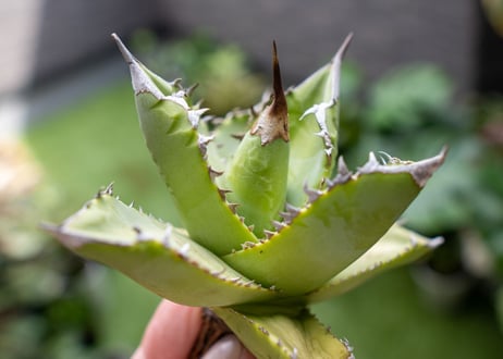 Agave Sowing seeds A NO.2