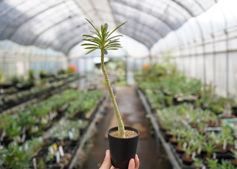 超希少！】一株のみ！ドルステニア ギガス | mana's farm:塊根植物