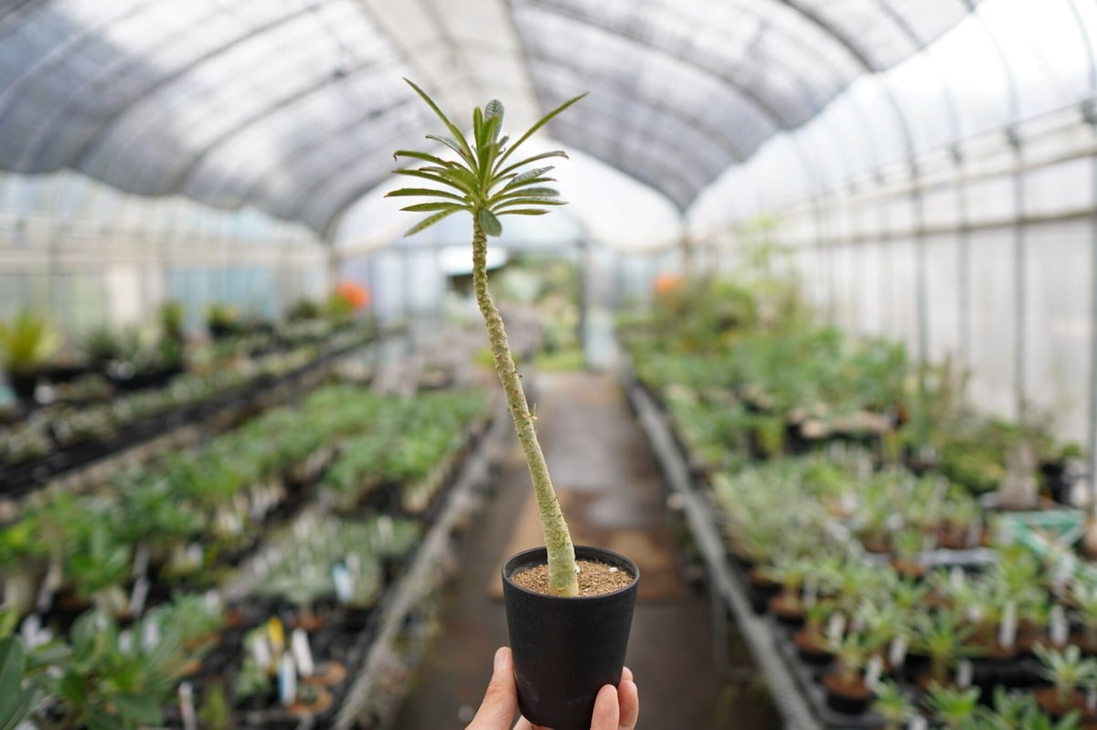 ドロステニア ギガス レア種 極美株 超希少！】一株のみ！ドルステニア