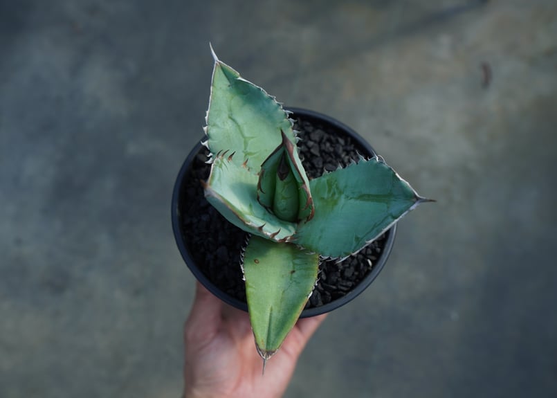 アガベ チタノタ ブルー agave titanota Blue No.2 | mana's