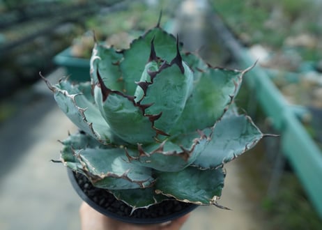 アガベ　チタノタ　 ブラックアンドブルー 　Agave titanota black and blue　No.4