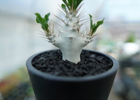 パキポディウム　サンデルシー　Pachypodeium saundersii  No.3