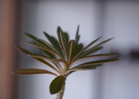 Dorstenia gigas