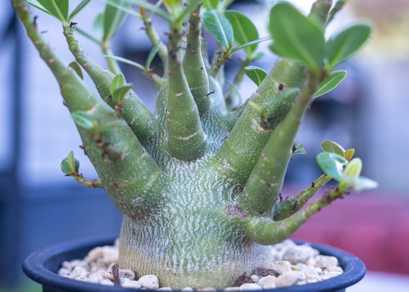 アデニウム　特大　送料込み　塊根植物 塊根植物（コーデックス） アデニウム(砂漠の薔薇) 希少