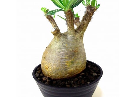 Pachypodium Gracilius パキポディウム  グラキリス  №6