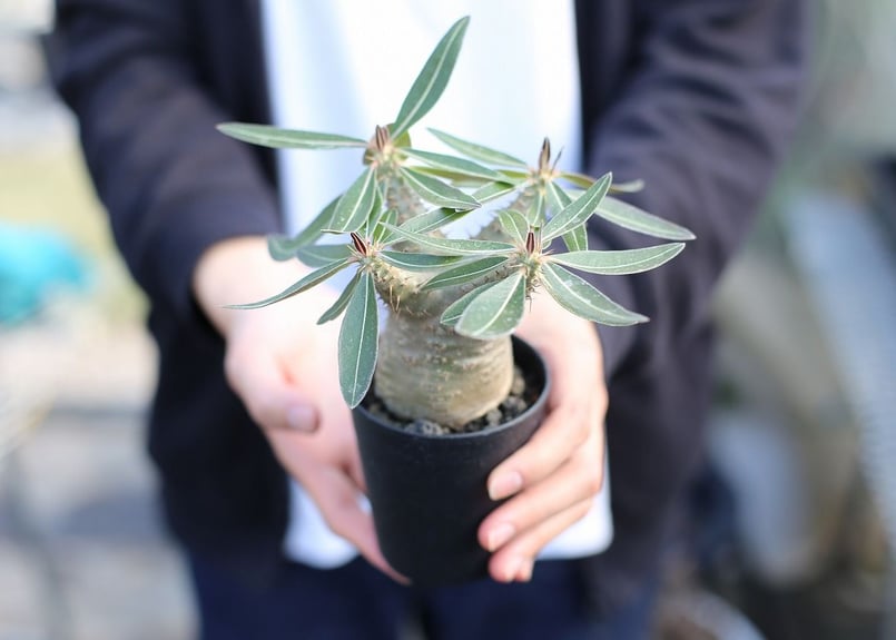 パキポディウム カクチペス | mana's farm:塊根植物・アガベ・ドライ