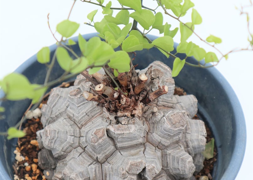 亀甲竜 | mana's farm:塊根植物・アガベ・ドライガーデン植物販売|マナ