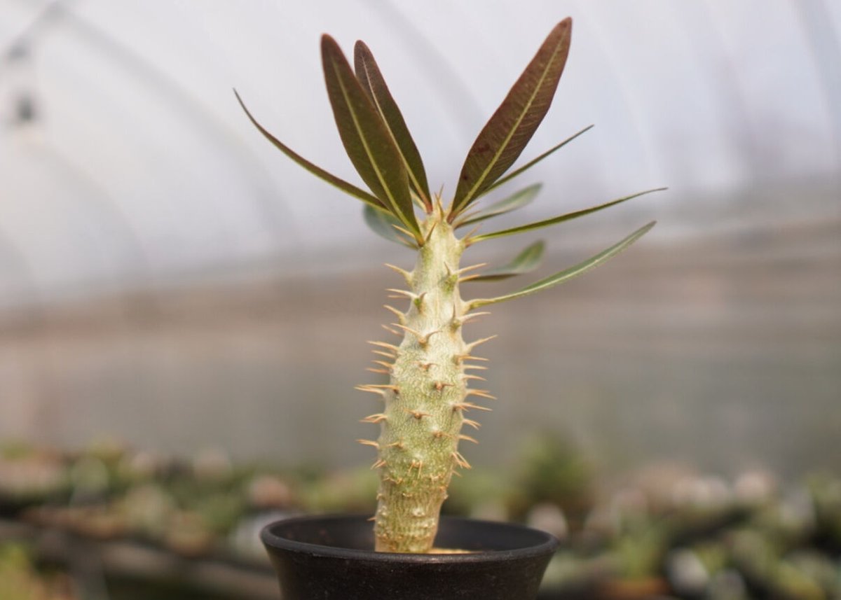 パキポディウム ドラケイ 美形 レア品種 パキポディウム ドラケイ 美形 レア品種 パキポディウム ドラケイ