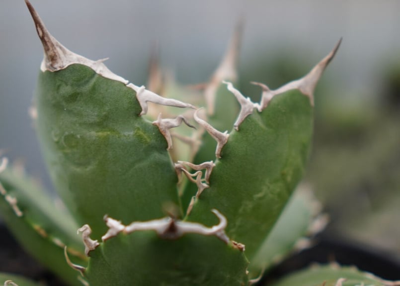 agave titanota 白鯨 | mana's farm:塊根植物・アガベ・ドライガーデ