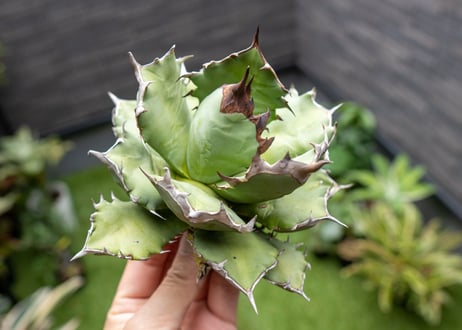 Agave titanota dwarf 姫厳龍 B NO.2